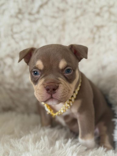 Chisana Bully Peter Pan