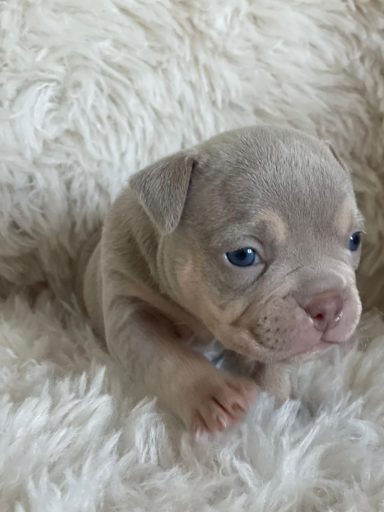 Chisana bully Namaste gereserveerd