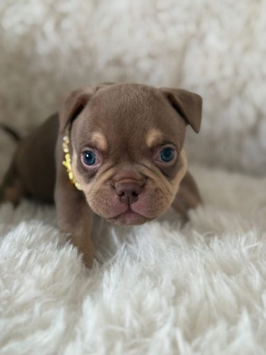 Chisana Bully Boefie