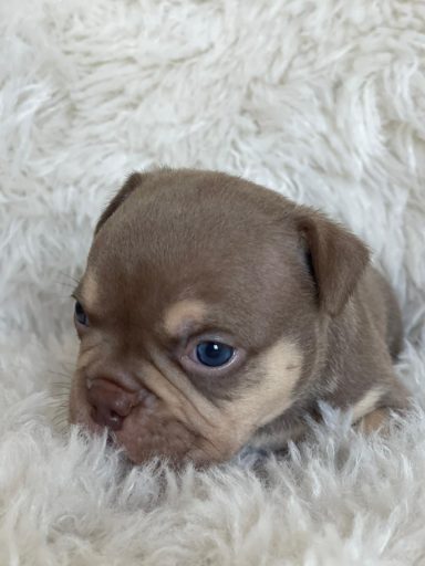 Chisana bully boefie