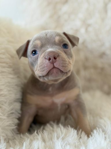 Chisana Bully Namaste