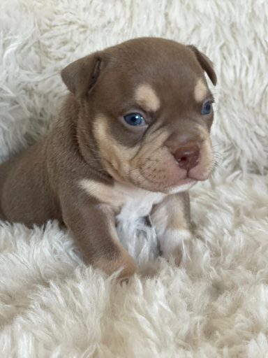 Chisana Bully Peter Pan