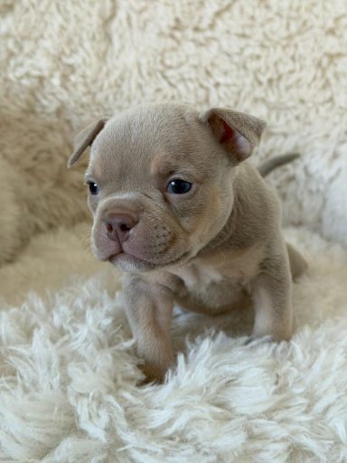 Chisana bully Thomas